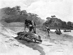 Kaplumbağa Yakalama, 1886. by Julian Ashton