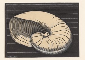 Nautilus kabuğu