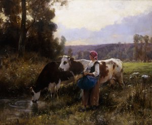 Sulama Deliğinde İnekler