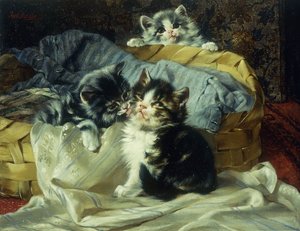 oynak yavru kedi