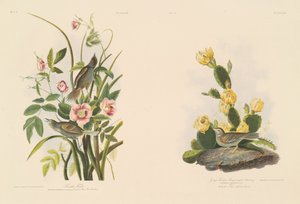 Sahil Finch; ve Grafs Finch veya Bay Kanatlı Kiraz Kuşu by Julius Bien after John James Audubon