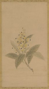 Bir muşmula dalı, Edo dönemi, 17. yüzyıl. by Kanō Tan’yū