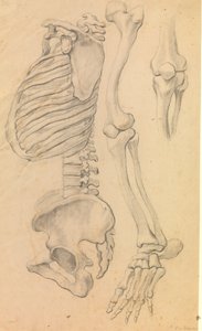Göğüs ve pelvis ile omurga, sola doğru profil; ayrıca kalçadan parmak ucuna kadar sol bacak kemikleri ve diz detayı. (1662?).
