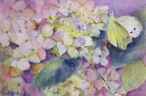 Soluk Bulutlu Sarı Kelebek, Ortanca Üzerinde Colias Hyale by Karen Armitage