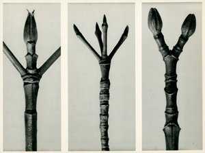 Cornus Nuttallii,1929 (fotogravür) by Karl Blossfeldt