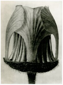 Geum Rivale. 1929 (fotogravür) by Karl Blossfeldt