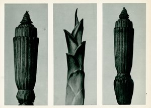 Horsetail Rush, 1929 (fotogravür)