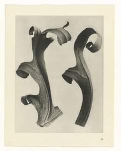 Bitki Çalışmaları Sanatın arketipleri: bitkilerin fotoğrafik görüntüleri (seri başlığı) by Karl Blossfeldt