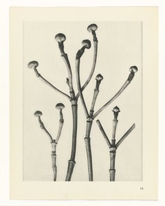 Bitki Çalışmaları Sanatın arketipleri: bitkilerin fotoğrafik görüntüleri (seri başlığı) by Karl Blossfeldt