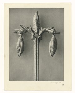 Bitki Çalışmaları Sanatın arketipleri: bitkilerin fotoğrafik görüntüleri (seri başlığı) by Karl Blossfeldt