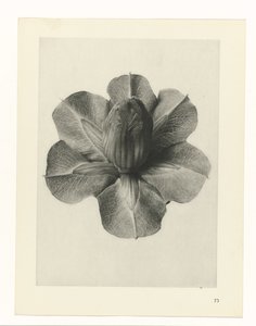 Bitki Çalışmaları Sanatın arketipleri: bitkilerin fotoğrafik görüntüleri (seri başlığı) by Karl Blossfeldt