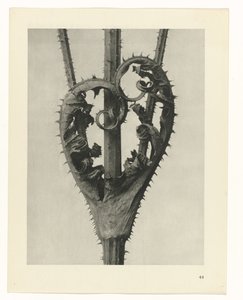 Bitki Çalışmaları Sanatın arketipleri: bitkilerin fotoğrafik görüntüleri (seri başlığı) by Karl Blossfeldt