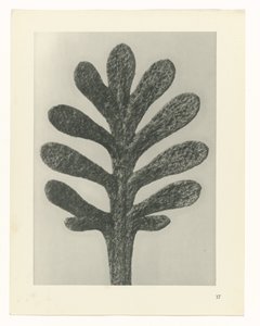 Bitki Çalışmaları Sanatın arketipleri: bitkilerin fotoğrafik görüntüleri (seri başlığı) by Karl Blossfeldt