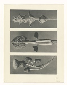 plan çalışması Sanat Arketipleri (dizi başlığı) by Karl Blossfeldt