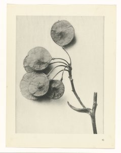 plan çalışması Sanat Arketipleri (dizi başlığı) by Karl Blossfeldt