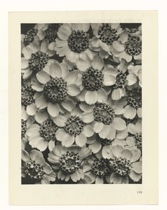 plan çalışması Sanat Arketipleri (dizi başlığı) by Karl Blossfeldt