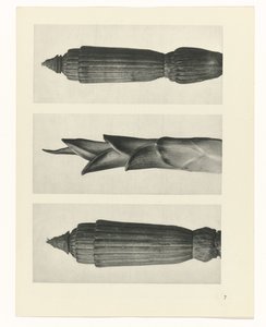 plan çalışması Sanat Arketipleri (dizi başlığı) by Karl Blossfeldt