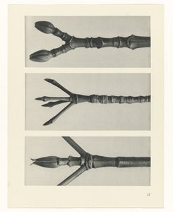 plan çalışması Sanat Arketipleri (dizi başlığı) by Karl Blossfeldt