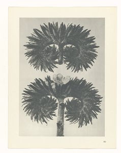 plan çalışması Sanat Arketipleri (dizi başlığı) by Karl Blossfeldt