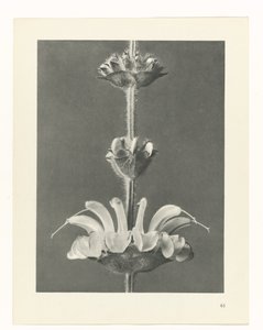 plan çalışması Sanat Arketipleri (dizi başlığı) by Karl Blossfeldt