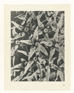 plan çalışması Sanat Arketipleri (dizi başlığı) by Karl Blossfeldt