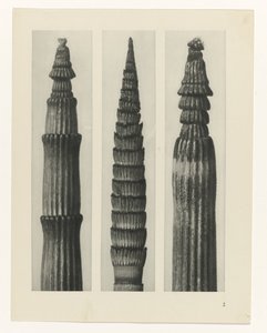 plan çalışması Sanat Arketipleri (dizi başlığı) by Karl Blossfeldt