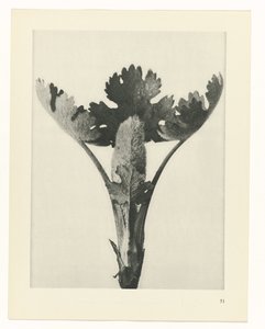 plan çalışması Sanat Arketipleri (dizi başlığı) by Karl Blossfeldt
