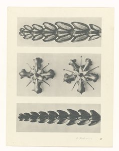 plan çalışması Sanat Arketipleri (dizi başlığı) by Karl Blossfeldt