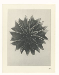 plan çalışması Sanat Arketipleri (dizi başlığı) by Karl Blossfeldt