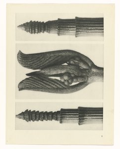 plan çalışması Sanat Arketipleri (dizi başlığı) by Karl Blossfeldt