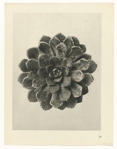 plan çalışması Sanat Arketipleri (dizi başlığı) by Karl Blossfeldt