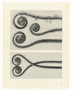 plan çalışması Sanat Arketipleri (dizi başlığı) by Karl Blossfeldt