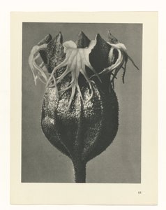 plan çalışması Sanat Arketipleri (dizi başlığı) by Karl Blossfeldt