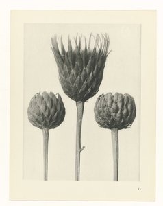 plan çalışması Sanat Arketipleri (dizi başlığı) by Karl Blossfeldt