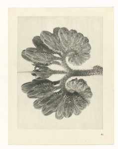 plan çalışması Sanat Arketipleri (dizi başlığı) by Karl Blossfeldt