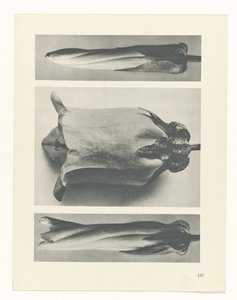 plan çalışması Sanat Arketipleri (dizi başlığı) by Karl Blossfeldt