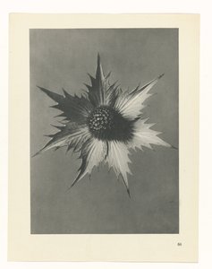 plan çalışması Sanat Arketipleri (dizi başlığı) by Karl Blossfeldt