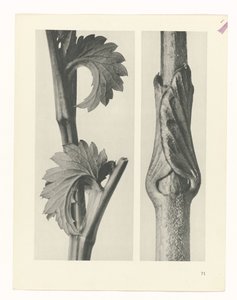 plan çalışması Sanat Arketipleri (dizi başlığı) by Karl Blossfeldt