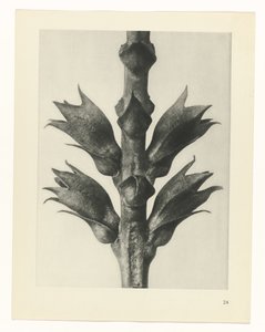plan çalışması Sanat Arketipleri (dizi başlığı) by Karl Blossfeldt