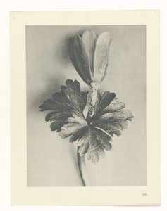 plan çalışması Sanat Arketipleri (dizi başlığı) by Karl Blossfeldt