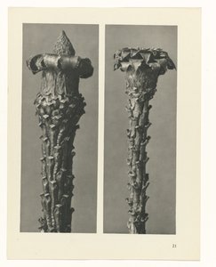 plan çalışması Sanat Arketipleri (dizi başlığı) by Karl Blossfeldt