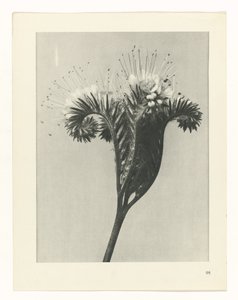 plan çalışması Sanat Arketipleri (dizi başlığı) by Karl Blossfeldt