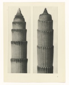 plan çalışması Sanat Arketipleri (dizi başlığı) by Karl Blossfeldt