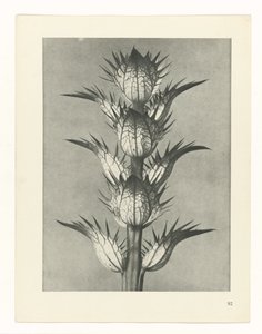 plan çalışması Sanat Arketipleri (dizi başlığı) by Karl Blossfeldt
