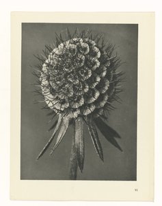 Plan çalışması Urformen der Kunst (seri başlığı) by Karl Blossfeldt