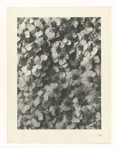 plan çalışması Sanat Arketipleri (dizi başlığı) by Karl Blossfeldt