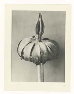 plan çalışması Sanat Arketipleri (dizi başlığı) by Karl Blossfeldt