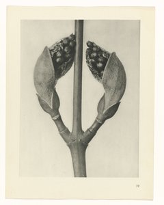 plan çalışması Sanat Arketipleri (dizi başlığı) by Karl Blossfeldt