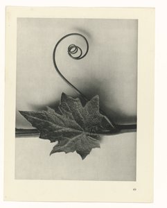 plan çalışması Sanat Arketipleri (dizi başlığı) by Karl Blossfeldt