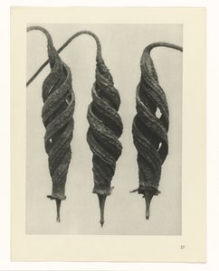 plan çalışması Sanat Arketipleri (dizi başlığı) by Karl Blossfeldt